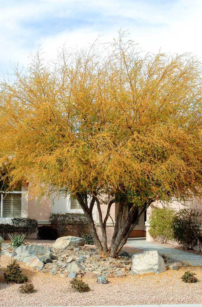 Un magnifique acacia jaune donnant vie à la façade de la maison 