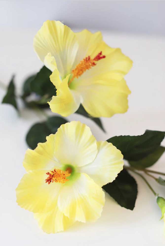 Exotique et tropical: l'hibiscus jaune est tout à fait une décoration