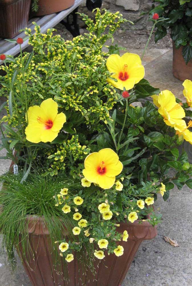 Que pensez-vous d'un vase d'hibiscus jaune à l'entrée de la maison?