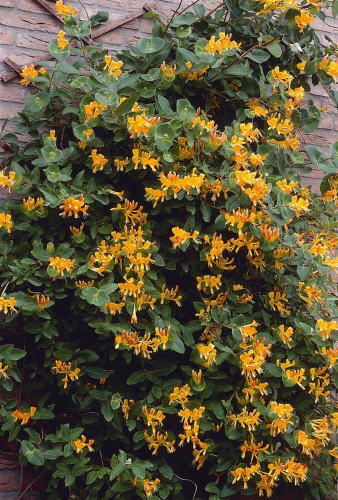 L'hibiscus jaune peut également être utilisé pour former des pots de fleurs pendants.