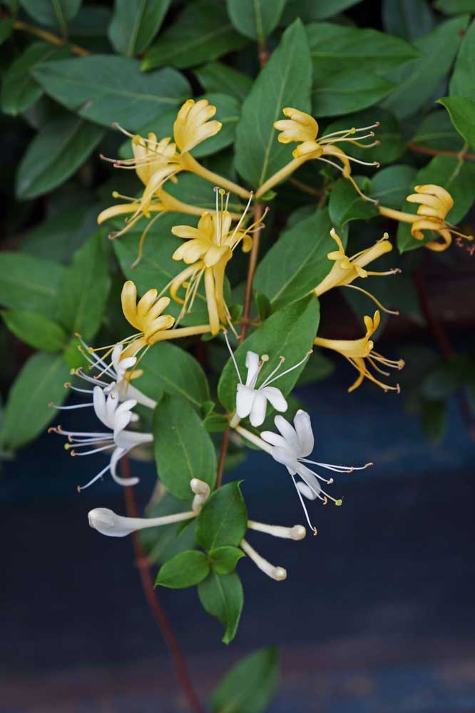 Blanc et jaune!