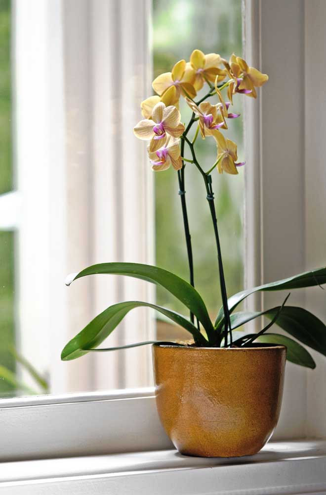 Déjà là, penchée au-dessus de la fenêtre, se trouve l'orchidée Phalaenopsis jaune