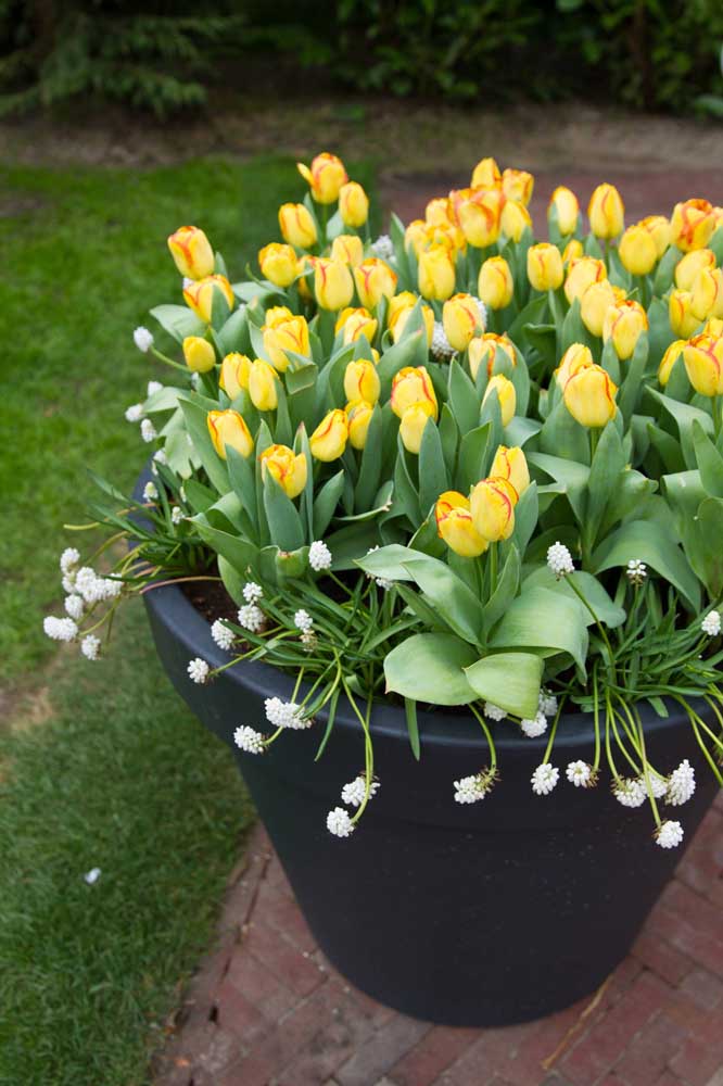 Tulipes dans le vase: l'entrée de votre maison ne sera plus jamais la même après eux