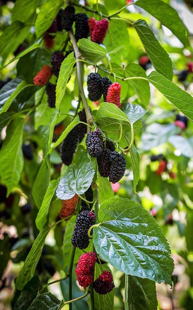 Les fruits du mûrier ont plusieurs propriétés thérapeutiques et médicinales.