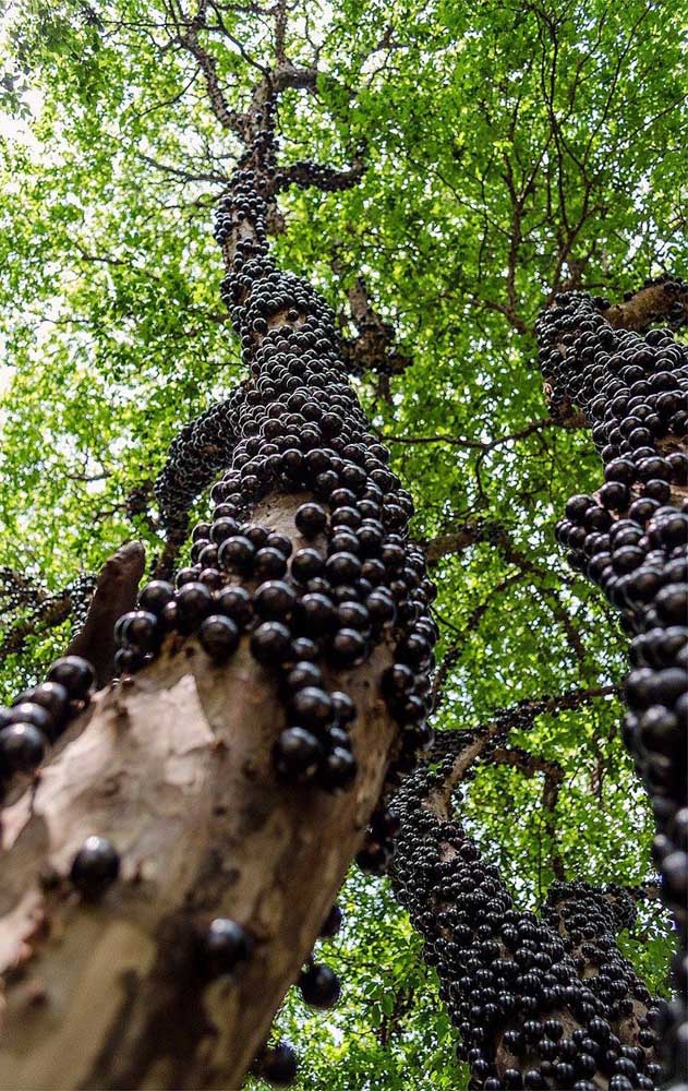 Les fruits noirs de jabuticabeira peuvent être utilisés de nombreuses façons en cuisine