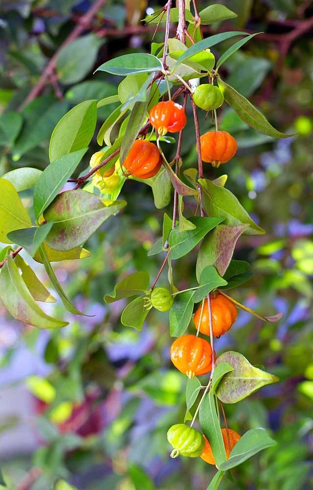 Les fruits de l'aceroleira donnent des jus, des conserves et des confitures d'une grande saveur.