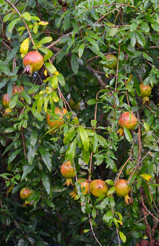 Les fruits de grenade peuvent être utilisés dans différentes préparations culinaires