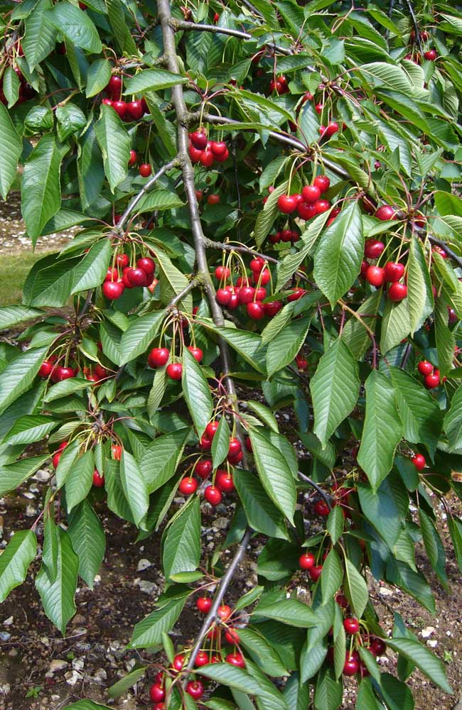 Les cerises enrichissent les plats sucrés et salés 