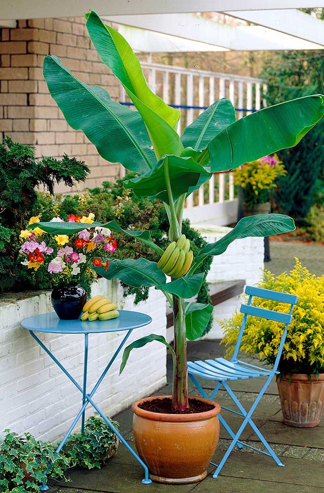 Outre les fruits, le bananier est une belle espèce décorative.