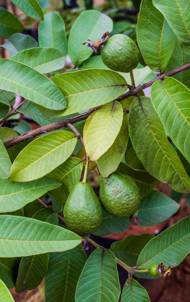 Et des précautions particulières doivent être prises pour éviter les parasites et les insectes dans les fruits.