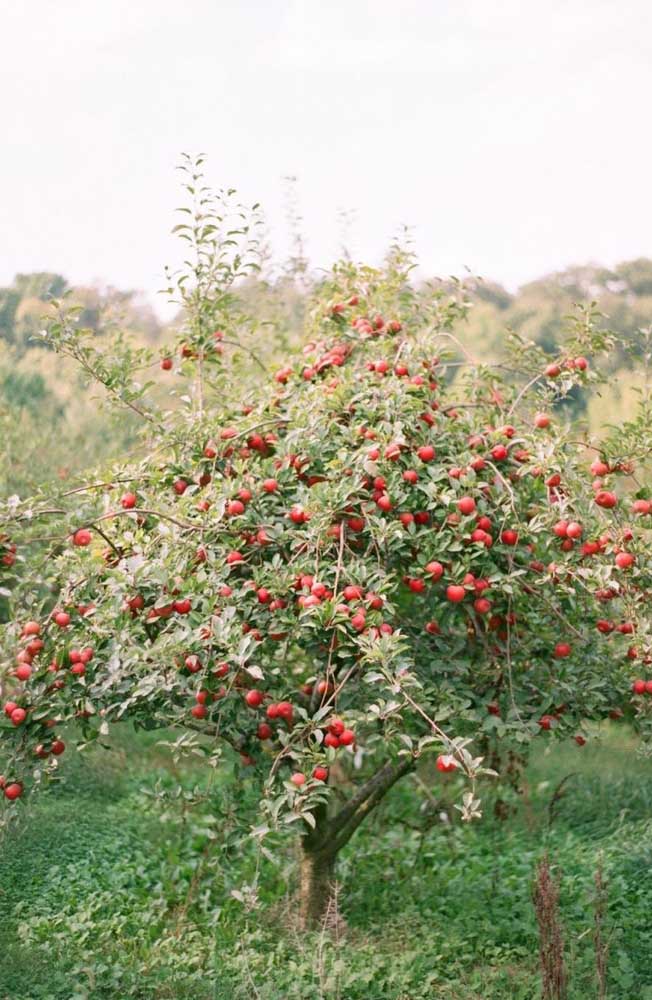 Pommier offre des fruits à l'automne