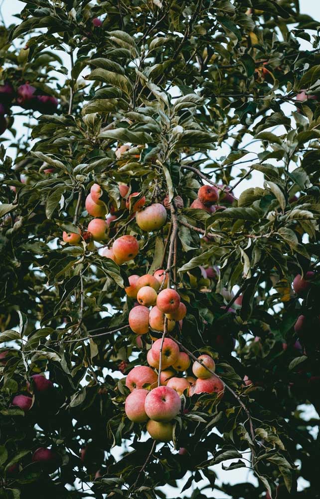 Plus il y aura de soleil, plus les pommes seront douces et rouges. 