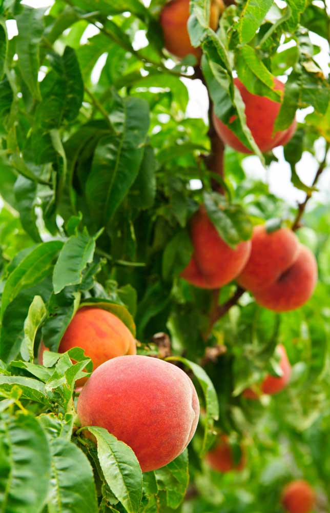 Les fruits peuvent être récoltés entre juillet et août.