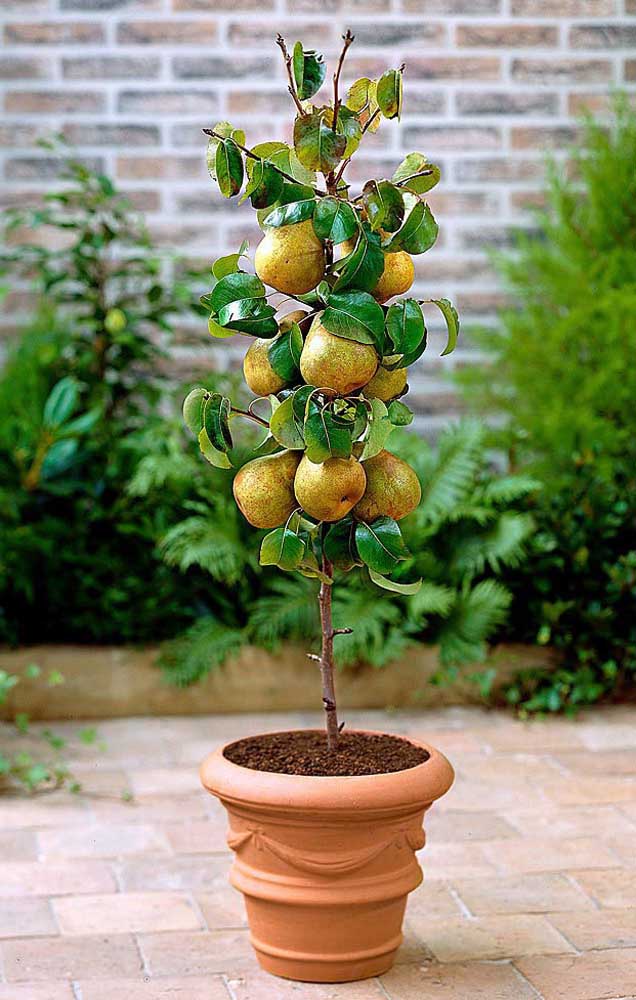 Mini poire aux fruits en pot