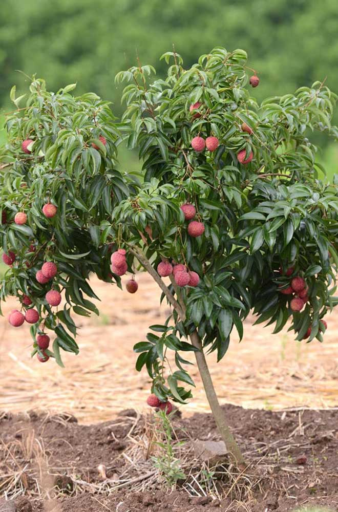 Le litchi a besoin d'un sol fertile et aéré pour se développer.