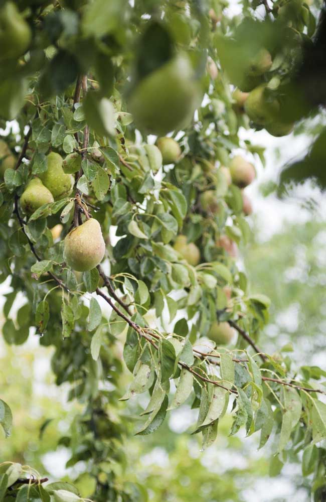 La région sud est le plus grand producteur de poires au Brésil