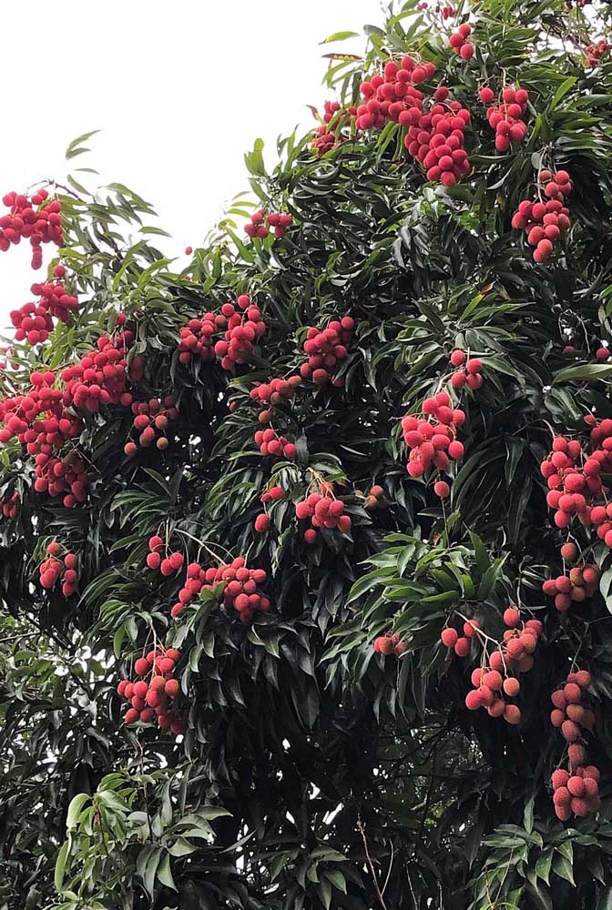 Pour mieux profiter des propriétés du Lychee, il est recommandé de consommer le fruit en natura.