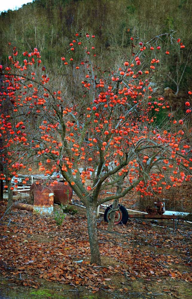 Arbre fruitier: un spectacle dans l'arrière-cour