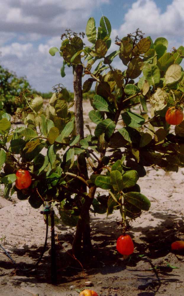 Les noix de cajou sont sucrées et donnent des jus rafraîchissants