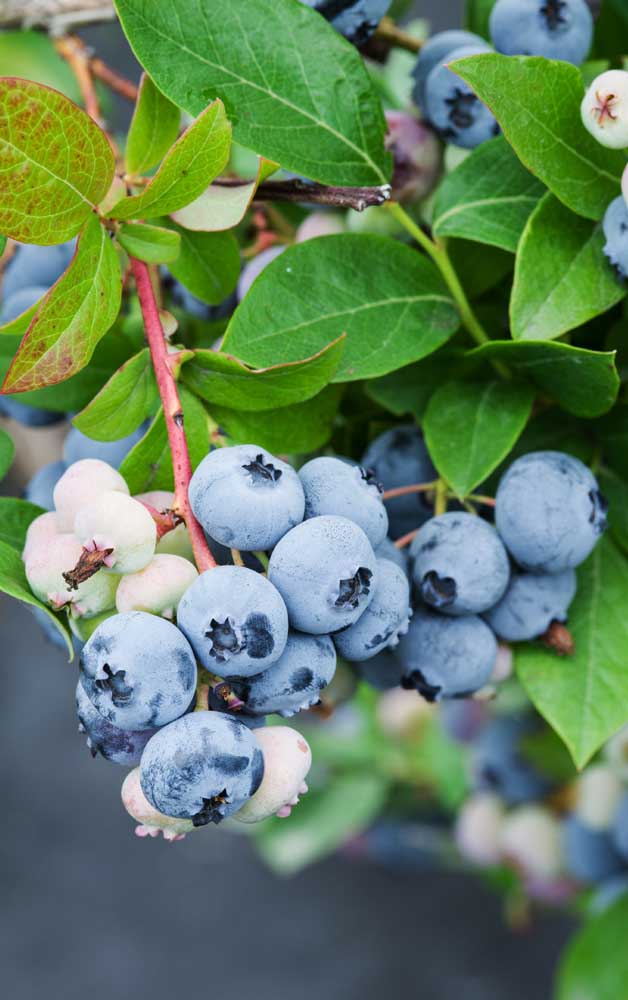 Les myrtilles ont de nombreuses propriétés thérapeutiques et nutritionnelles.