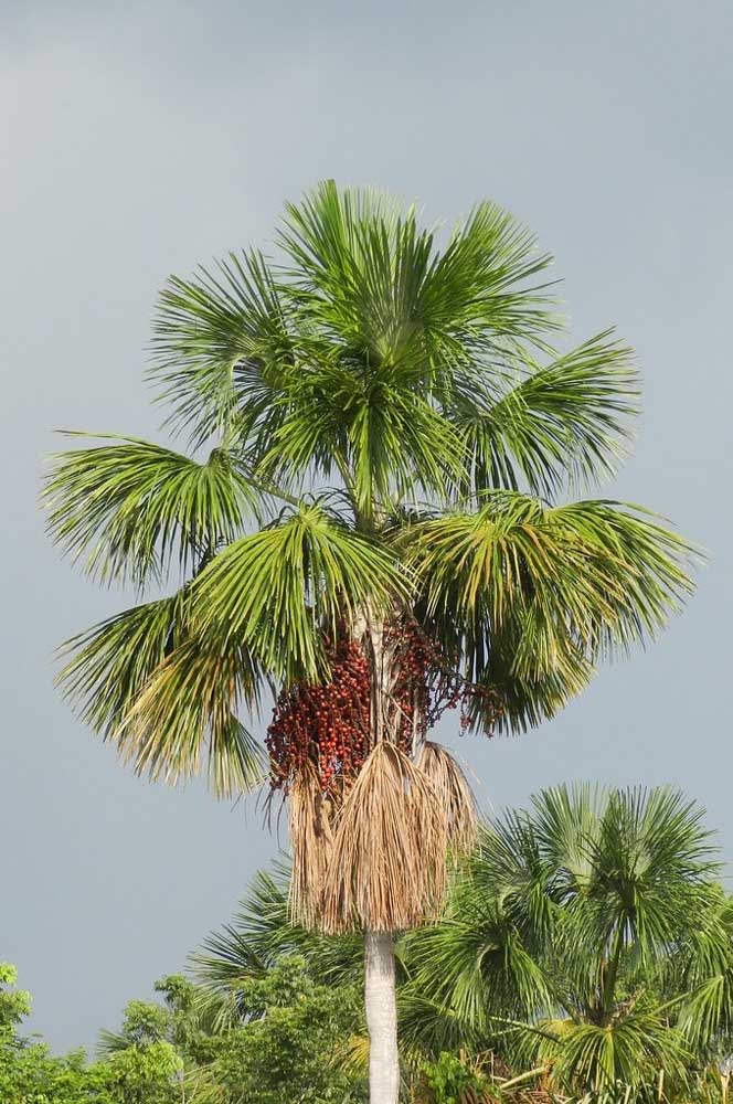 Buriti est un arbre typique du Cerrado brésilien, mais il peut également être planté dans d'autres régions.