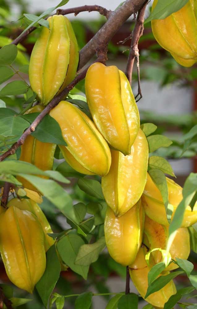 Les fruits du fruit étoilé sont le fruit étoilé