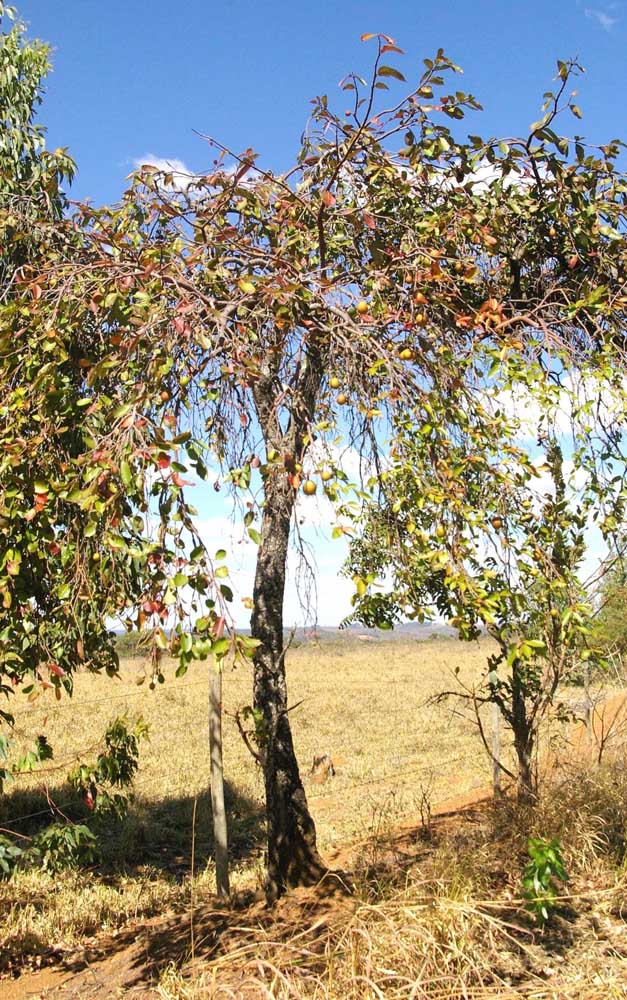 Mangabeira produit des fruits entre octobre et avril