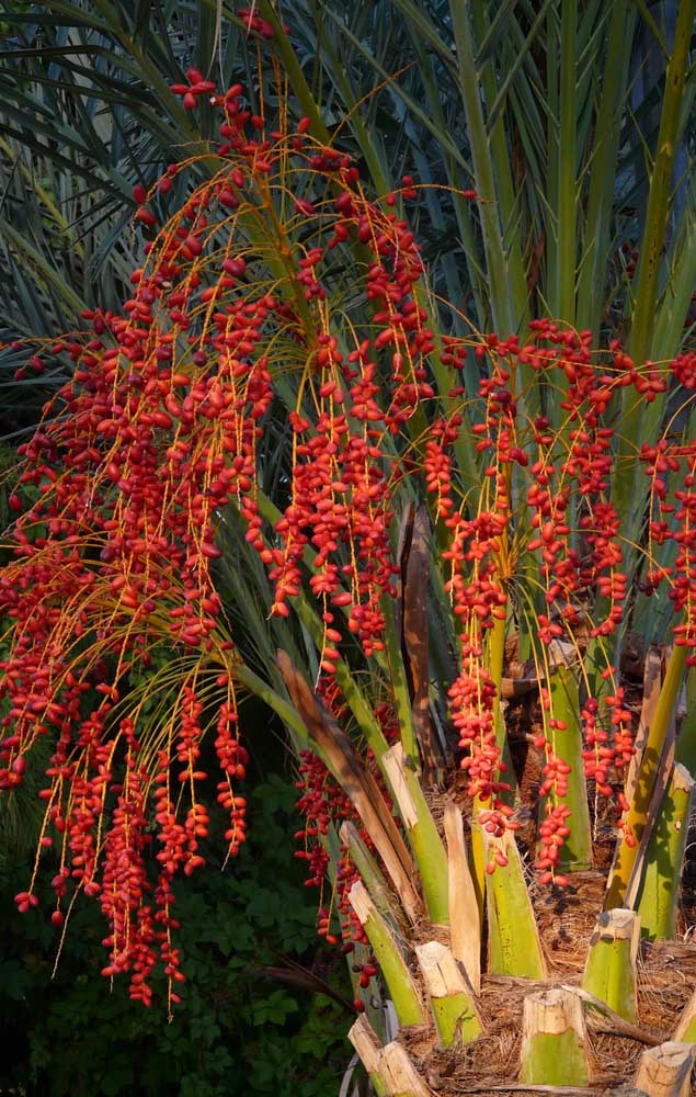 Les fruits Buriti sont largement utilisés dans les produits de soin de la peau et des cheveux.