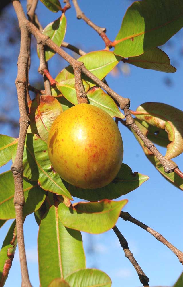 Les mangues doivent être consommées mûres, si elles sont vertes, elles peuvent provoquer des irritations et des allergies.