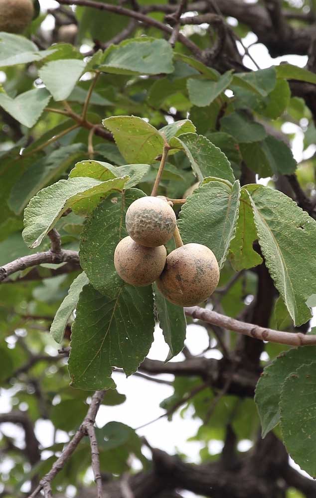 Les fruits de Pequizeiro sont également utilisés pour l'extraction du colorant jaune