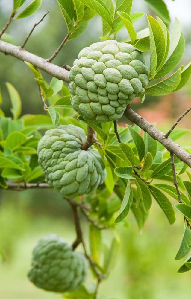 Araticum doit être cultivé en plein soleil.