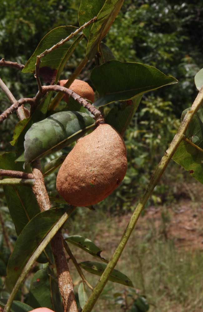 Le fruit de Baru a une coque dure et est difficile à casser.