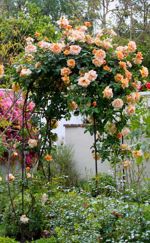 Les roses orange trouvent le support parfait pour grandir