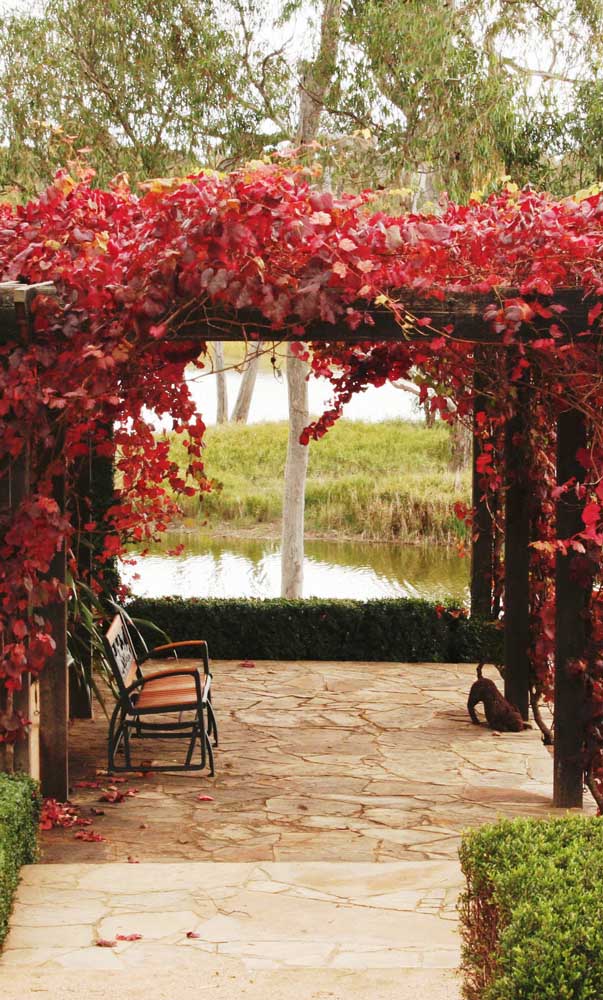 Les feuilles rouges apportent une beauté unique à cette tonnelle au bord du lac