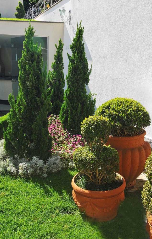 Trio de jeunes Kaizukas ornés par le parterre de fleurs autour 