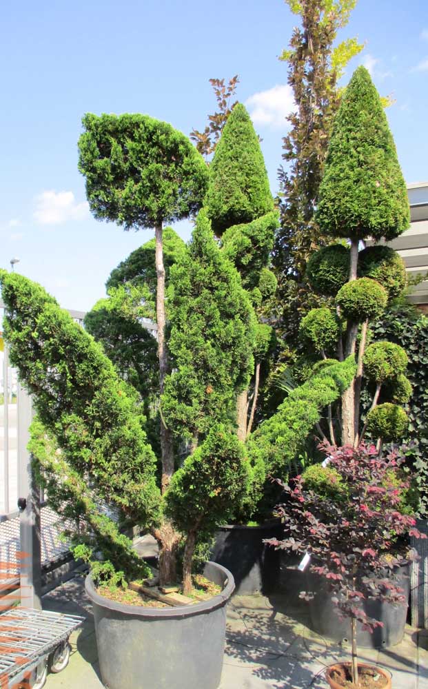 Mais si vous n'avez pas de jardin à la maison, vous pouvez faire pousser votre Kaizuka dans un pot sur le porche.