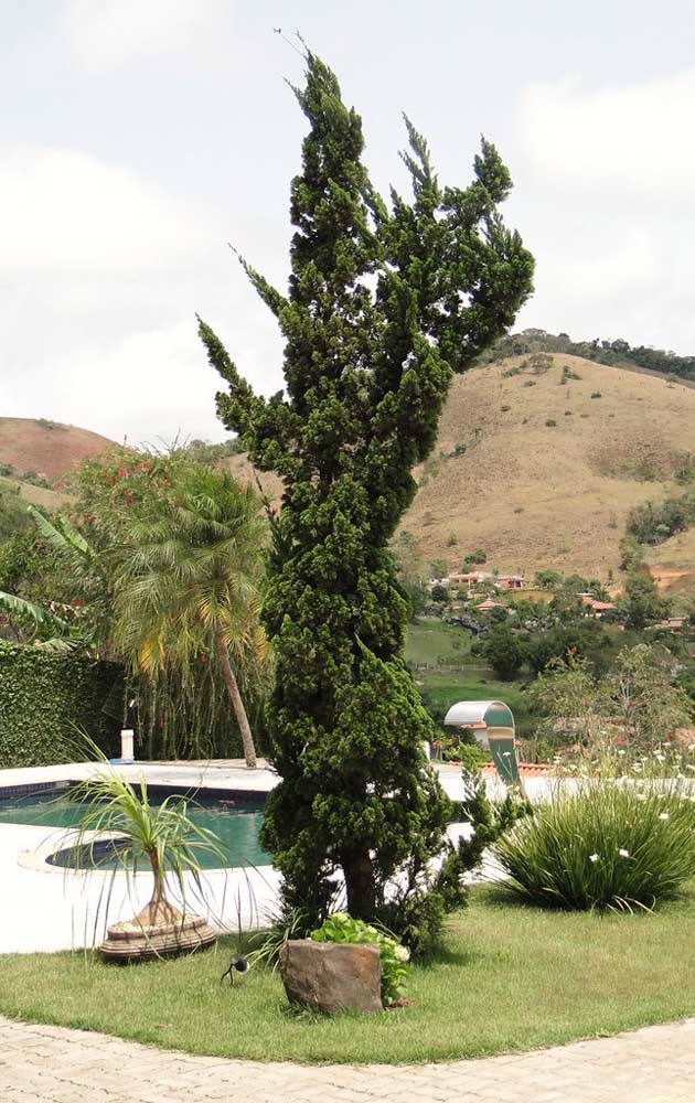 Un parterre de fleurs spécial près de la piscine pour accueillir Kaizuka et ses autres compagnons