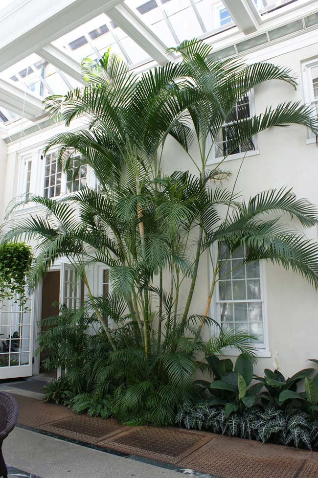 Palmier Areca dans toute sa plénitude