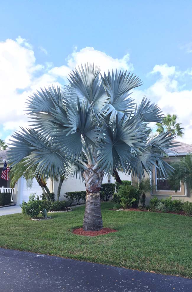 Bienvenue à la maison avec le palmier bleu