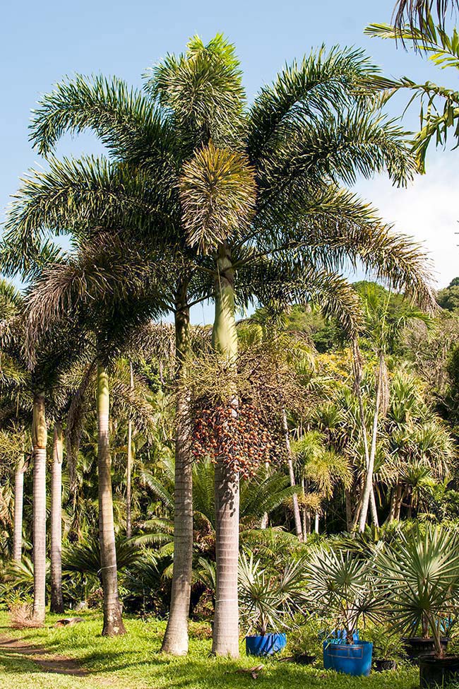 Palm Tail of Fox a des fruits rouges