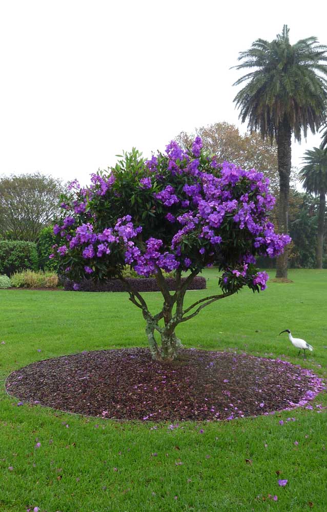 Un endroit spécial dans le jardin marqué pour Manacá da Serra 