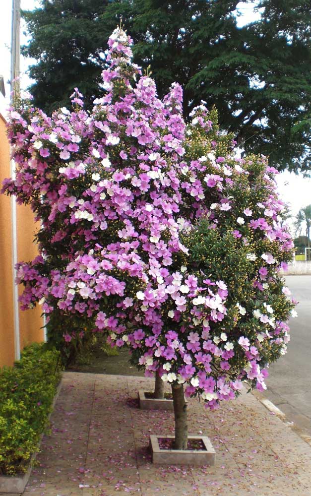 La taille de Manacá da Serra doit toujours avoir lieu après la floraison