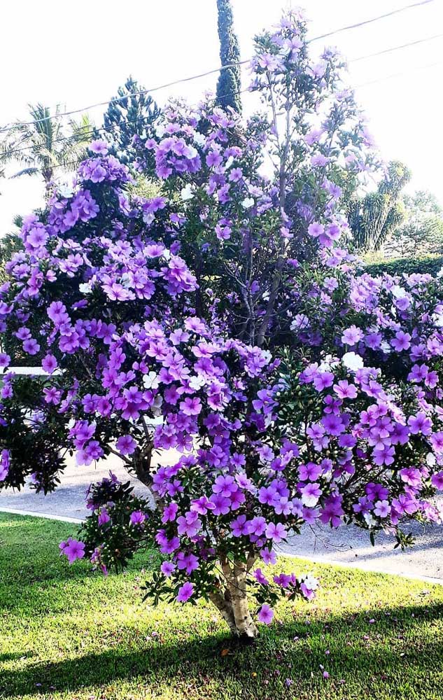 Contrairement à ce que l'on pourrait penser, Manacá da Serra ne donne pas de fleurs en trois nuances, elles changent juste de couleur avec le temps.