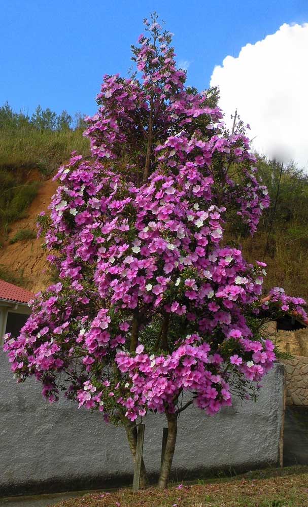 Près du mur de la maison, ce Manacá da Serra est un exemple de la façon dont les rues sont plus belles avec l'arbre