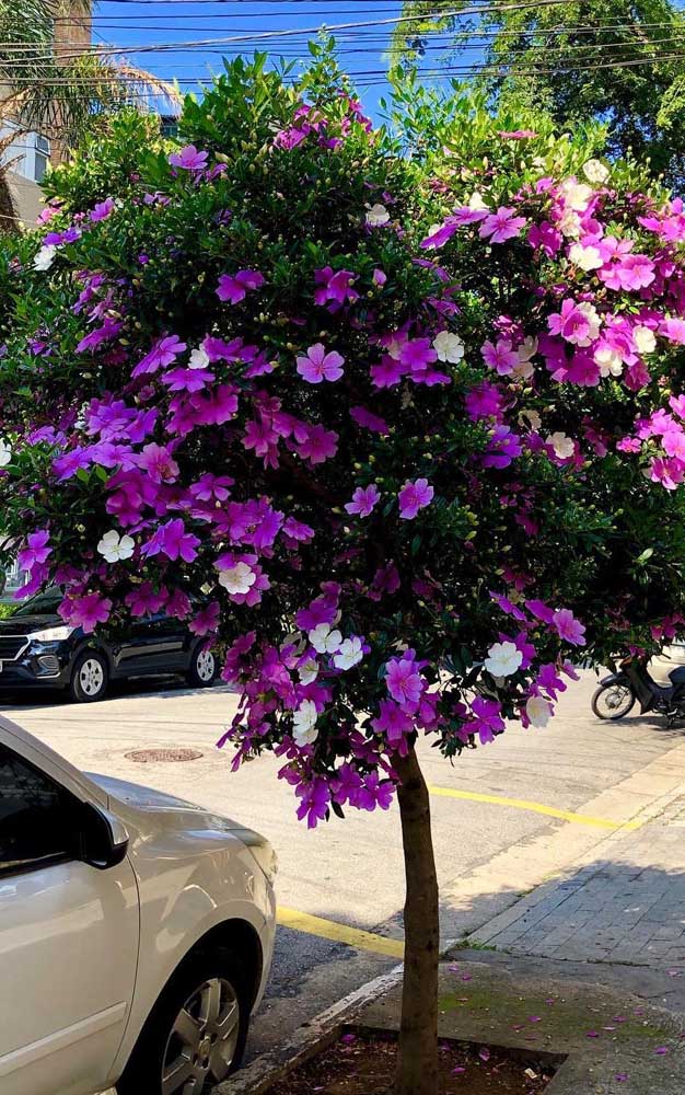 Vous voulez un arbre pour le trottoir à la maison? Choisissez le Manacá da Serra, l'espèce est parfaite!
