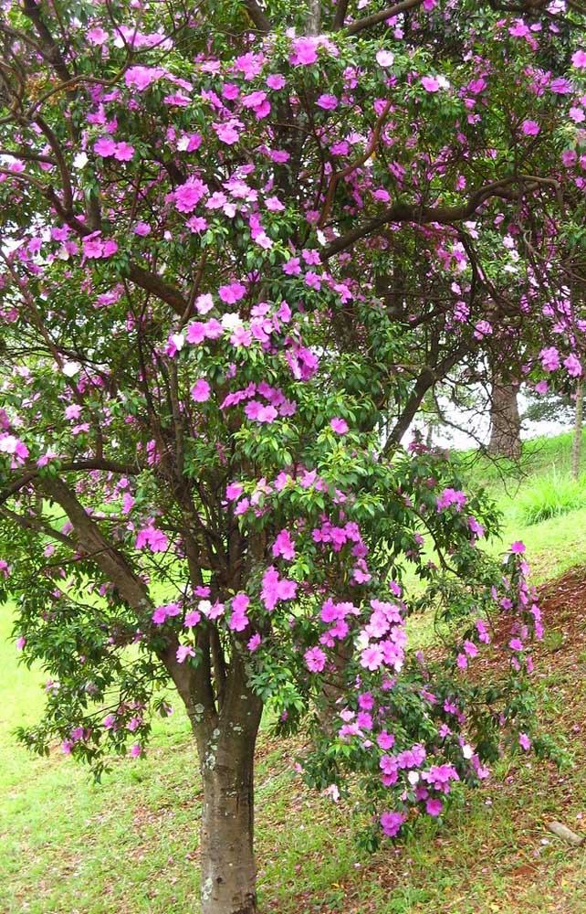 Manacá da Serra en fleur dévoilant ses couleurs variées