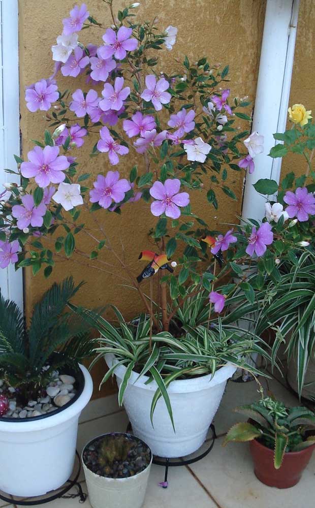 Manaca da Serra sur le balcon; à côté des autres plantes, l'espèce est encore plus belle