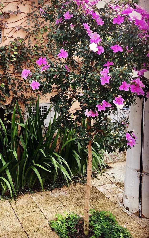 Un petit coin à l'extérieur de la maison était suffisant pour faire pousser Manacá da Serra