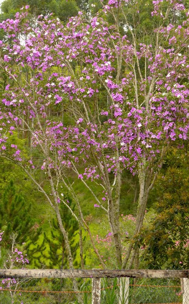 Une beauté brésilienne typique, à l'exclusion de notre belle forêt atlantique