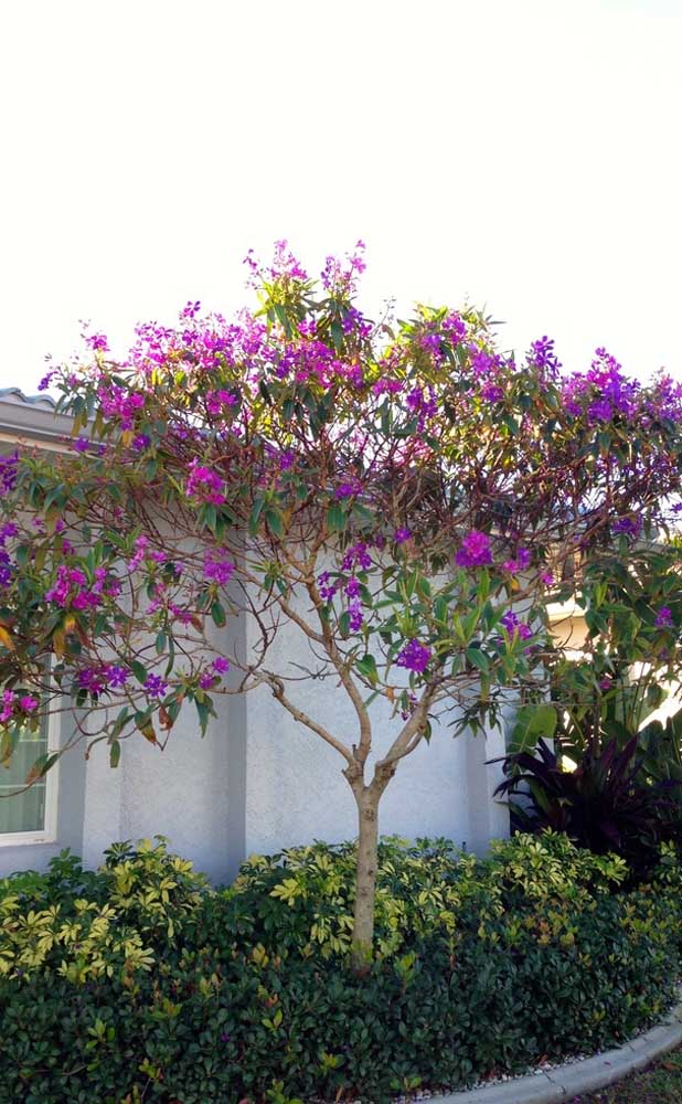 Manaca da Serra dans le jardin; un bel arbre pour sublimer votre espace extérieur